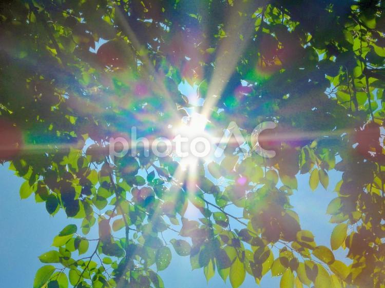 初夏の日差し5 太陽光,新緑,紫外線の写真素材