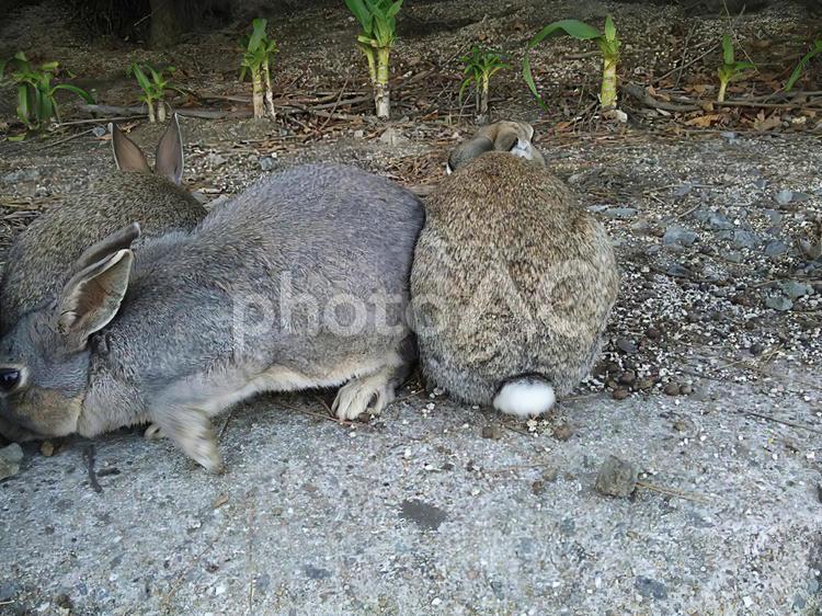 うさぎの後ろ姿 うさぎ,ウサギ,兎の写真素材