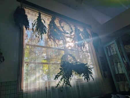 昼過ぎの窓からの木漏れ日 窓,カーテン,レースの写真素材