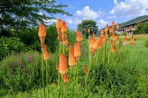 トリトマの花 トリトマの花の写真