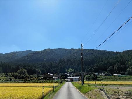 黄金色の稲穂実る田舎道 稲穂,田舎道,黄金色の写真素材
