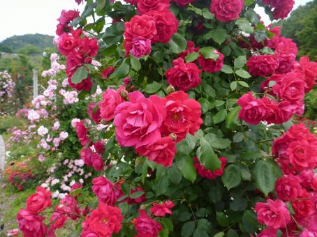 ローズガーデンの花16の写真