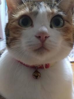 かわいいをアピール かわいいをアピールの写真