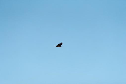 大空を優雅に舞うトビ 大空を優雅に舞うトビ トビ,猛禽類,野鳥の写真素材