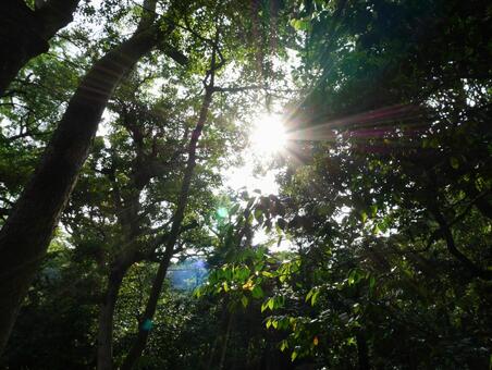 木漏れ日の写真