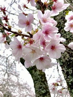 Photo, cherry blossoms, spring, walking path, 