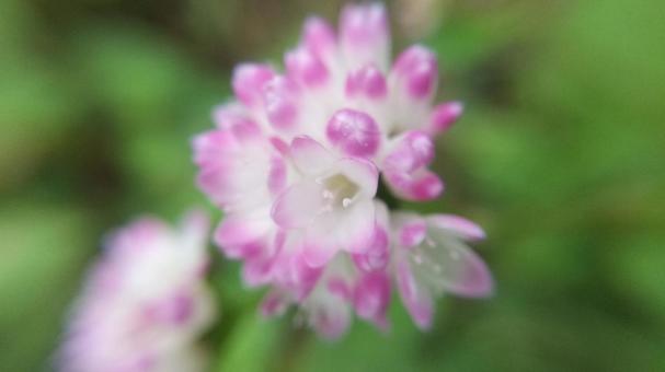 ピンクで可愛いが棘ありママコノシリヌグイの写真