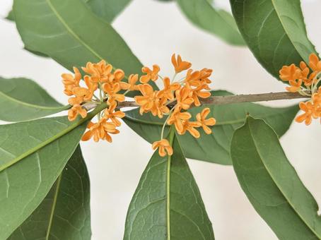 キンモクセイ キンモクセイ,花,植物の写真素材