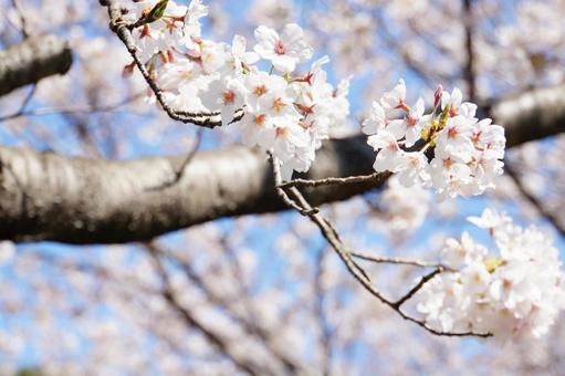 桜満開 桜満開の写真
