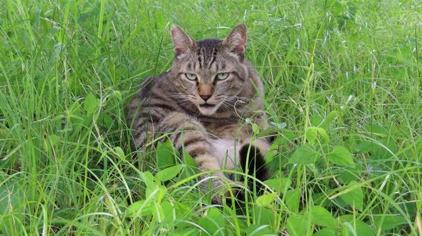 草むらで夕涼みするカメラ目線の猫様 草むらで夕涼みするカメラ目線の猫様 猫,キジトラ,カメラ目線の写真素材