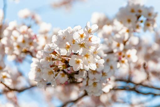 青空に映える満開の桜 5 桜,ソメイヨシノ,サクラの写真素材