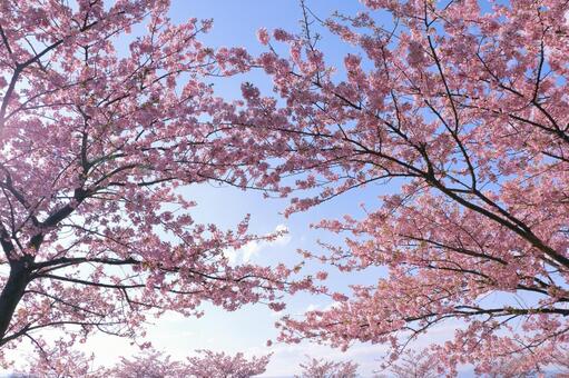 河津桜　春の景色 サクラ,河津桜,桜の写真素材