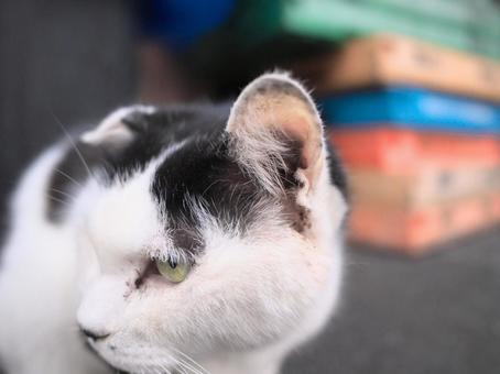 Cat with ears pricked up, JPG Cat with ears pricked up, JPG