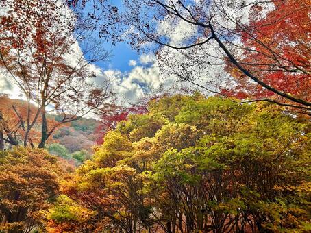 紅葉狩り 紅葉,もみじ,赤葉の写真素材
