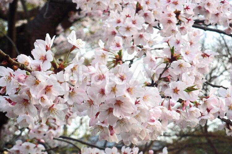 桜（2016）　#39 さくら,桜,サクラの写真素材