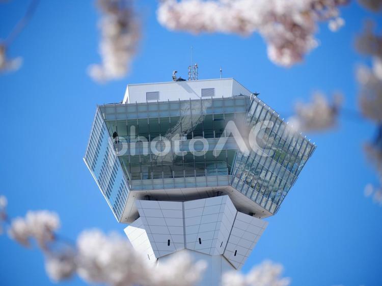 五稜郭タワーと桜 桜,五稜郭タワー,さくらの写真素材