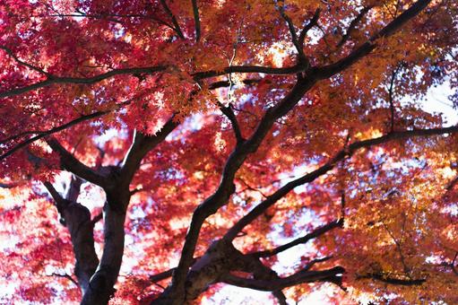 紅葉 紅葉の写真