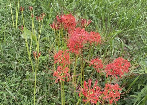 Spider lilies, JPG Spider lilies, JPG