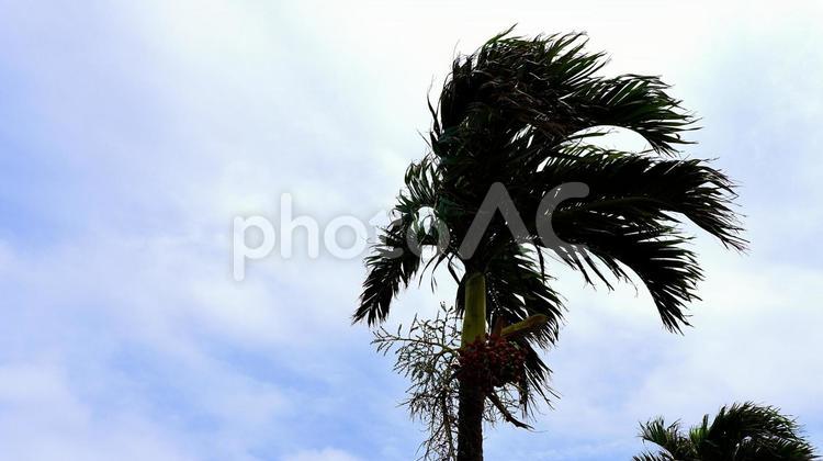 屋外のやしの木 やし,木,ヤシの写真素材