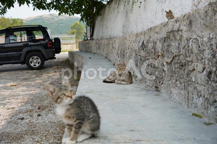3匹でのんびりタイム ねこ,ネコ,猫の写真素材