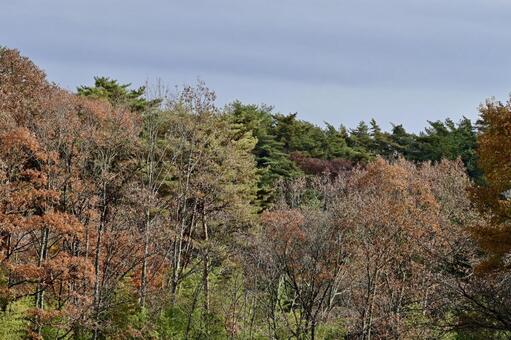 晩秋から初冬の風景 自然,風景,晩秋の写真素材
