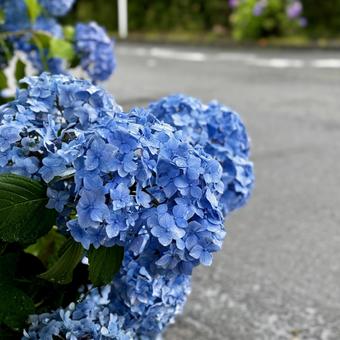道端の紫陽花 道端の紫陽花の写真