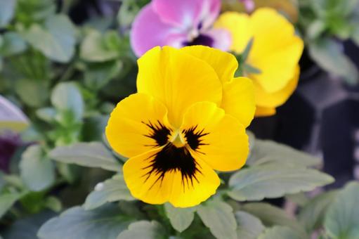 ビオラの花（10月～5月まで咲く）庭 ビオラ,花,ガーデニングの写真素材