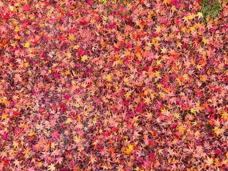 紅葉の絨毯(背景用) 紅葉の絨毯(背景用)の写真