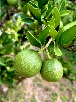 青いオレンジの写真