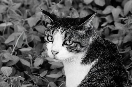 ねこ ねこ ねこ,野良,モノクロの写真素材