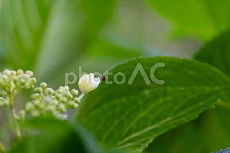 咲き始めたガクアジサイの花 ガクアジサイ,花,白の写真素材