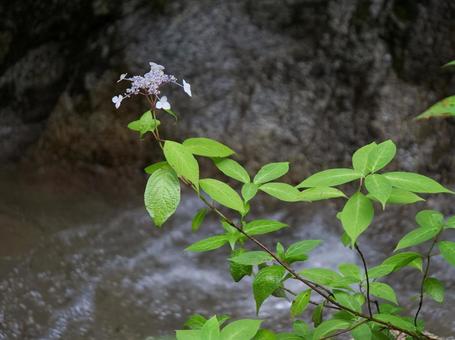 ヤマアジサイ④ ヤマアジサイ④の写真