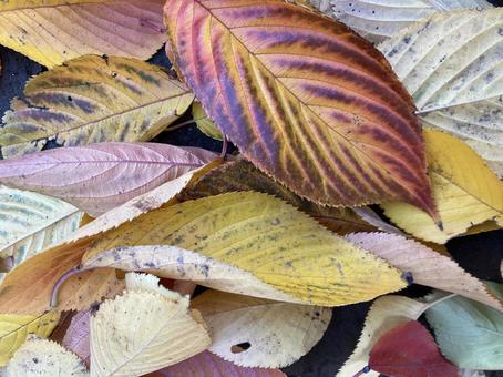 秋　冬　枯葉 秋,11月,はっぱの写真素材