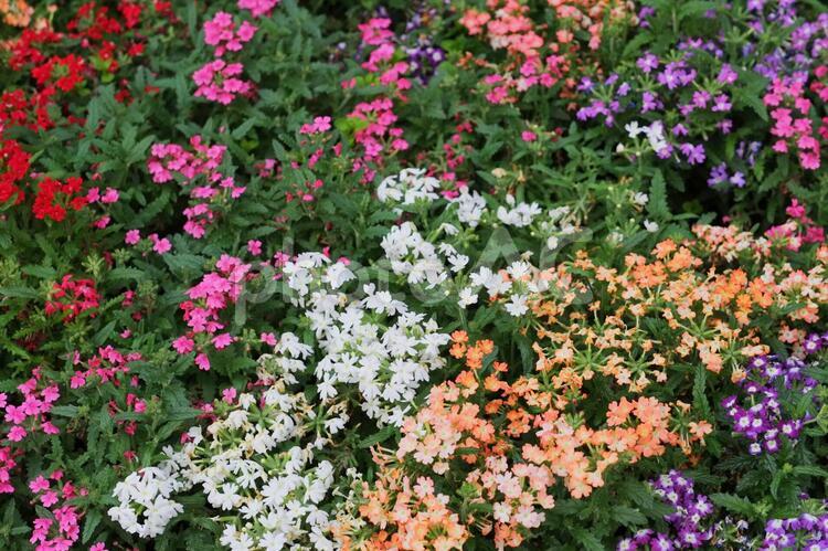 色とりどりの花が咲く花壇 花壇,カラフル,色とりどりの写真素材
