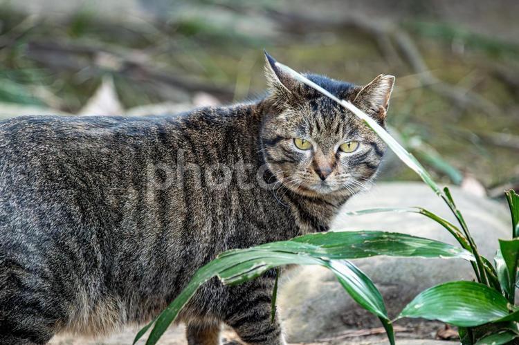 公園を散歩中のトラ猫 ネコ,ねこ,屋外の写真素材