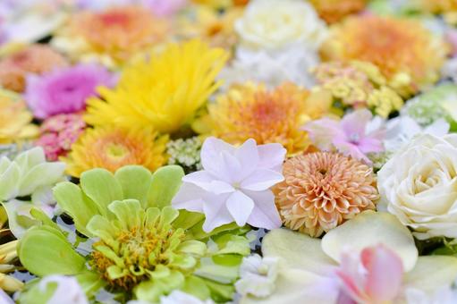花手水 花手水,花,神社の写真素材