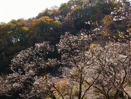 背景に合う冬桜 冬桜,黄葉,桜山公園の写真素材