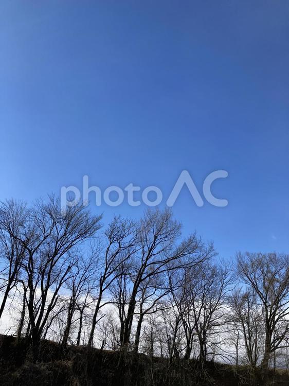 冬の樹木 冬,自然,冷たいの写真素材