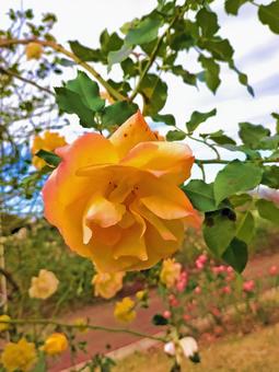 黄色のバラの花 黄色のバラの花の写真
