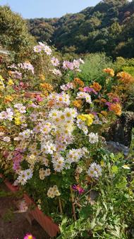 菊の花 菊の花の写真