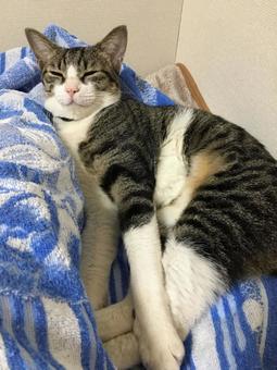 Towel blanket is cool, JPG Towel blanket is cool, JPG