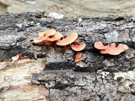 ヒイロタケ（きのこ） キノコ,きのこ,木の写真素材