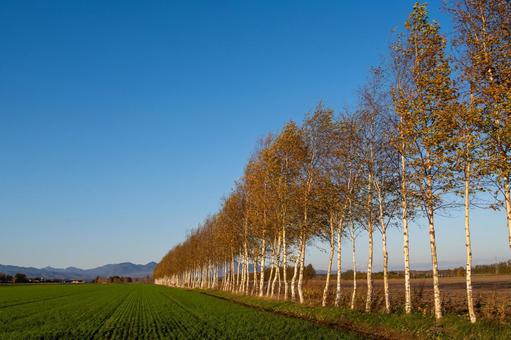 秋の夕陽を浴びて直線に伸びる白樺並木 白樺,畑,緑の写真素材