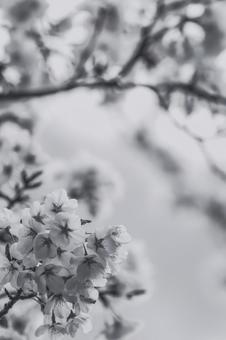Photo, cherry blossoms, monochrome, the season, 