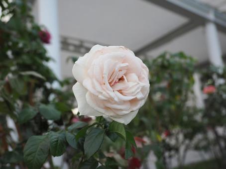 バラ園に咲く白い薔薇を撮りました バラ園に咲く白い薔薇を撮りましたの写真