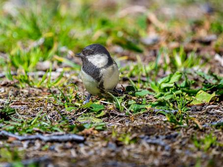 地面を歩くシジュウカラ 地面を歩くシジュウカラの写真