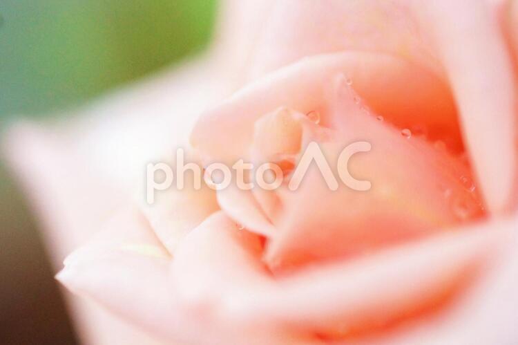 ばらとしずく ばら,ぴんく,はなびらの写真素材