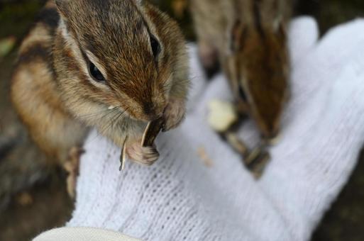 シマリス シマリスの写真