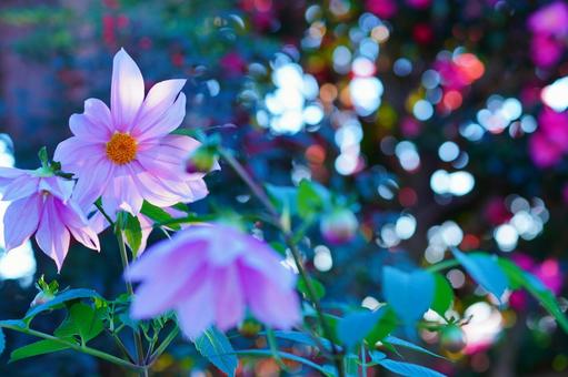 皇帝ダリア 皇帝ダリア,立ち木ダリア,花の写真素材