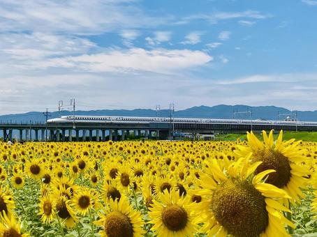ひまわりと新幹線 ひまわりと新幹線 ひまわり,ヒマワリ,風景の写真素材